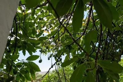 Jardín al aire libre en Finca Artiles