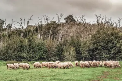 Animales en el apartamento o alrededores