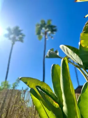 Jardín al aire libre en Los tunos 33