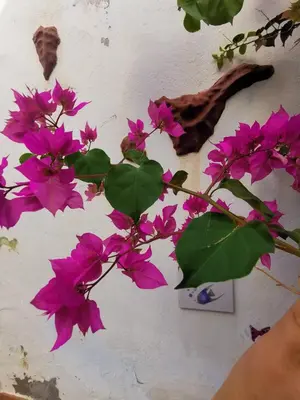 Plano de Eden GuestHouse