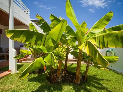 Jardín al aire libre en Banana House in Top Location by CanaryScape