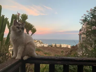 Mascotas con sus dueños en jardin vista mar