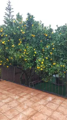 Jardín al aire libre en La casa de los naranjos