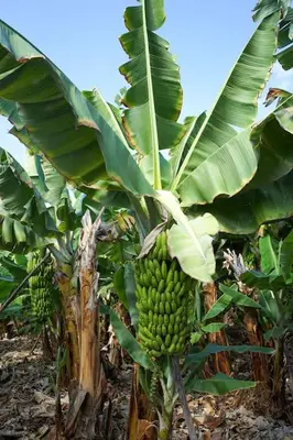 Jardín al aire libre en The Tortuga Banana House