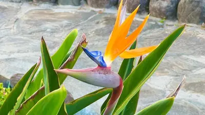 Jardín al aire libre en Canario Dunes Apartment