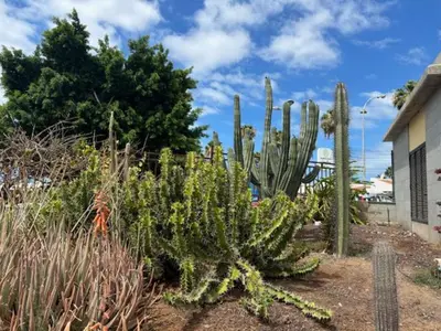 Jardín al aire libre en Canarian Elisabeth Home by lucaproperties grancanaria