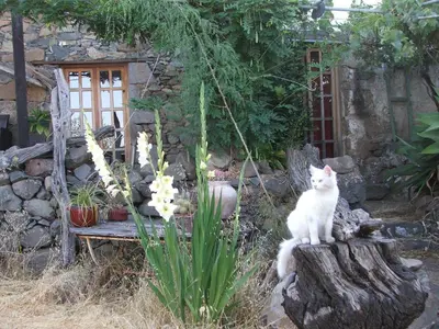 Mascotas con sus dueños en Historisches Bauernhaus