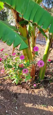 Jardín al aire libre en Casita Leos