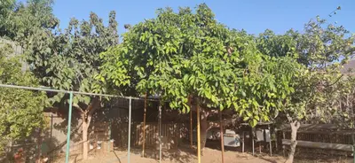 Plano de Casita Leos