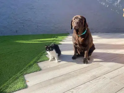 Mascotas con sus dueños en Casa Caracol - Finca Oaxaca