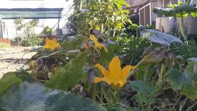 Jardín al aire libre en Edara Home - Vivienda completa