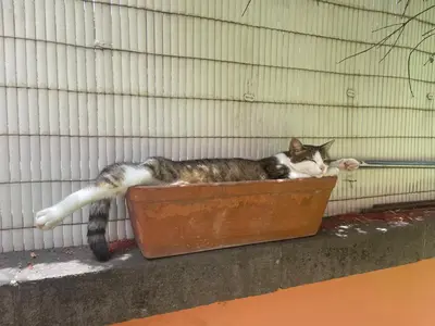 Mascotas con sus dueños en Guesthouse Casa DEL RIO