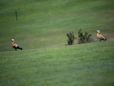 Animales en el chalet de montaña o alrededores