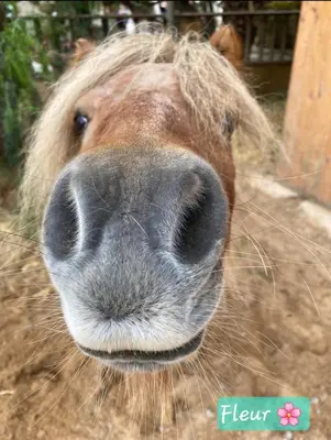 Animales en el apartamento o alrededores