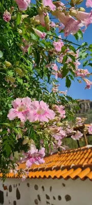 Jardín al aire libre en Gästehaus Casa Roca Fataga