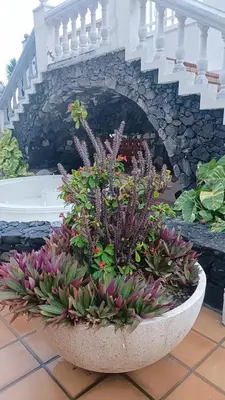 Jardín al aire libre en Estrella y mar