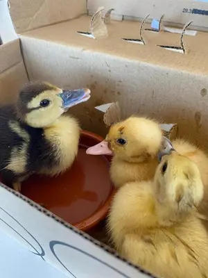 Animales en el apartamento o alrededores