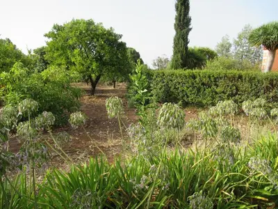 Jardín al aire libre en Vivelorural Casa El Balcón, Santa Brígida