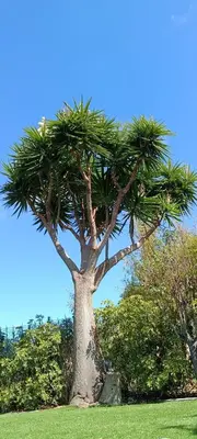 Jardín al aire libre en HOUSE of YUCCA