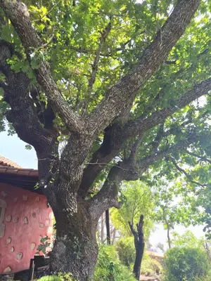 Jardín al aire libre en CASA RURAL CON PISCINA PRIVADA El ROBLE