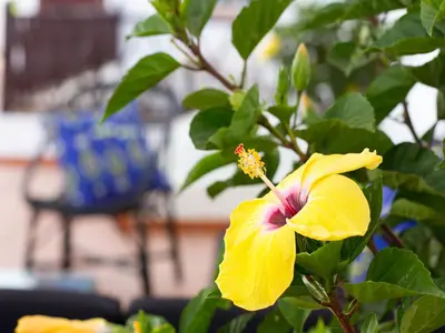 Jardín al aire libre en Aminta Home charmy rooms in Vegueta