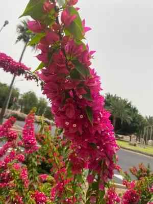 Jardín al aire libre en Numancia1- 3B