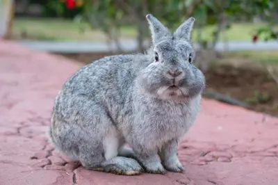 Animales en el hotel o alrededores