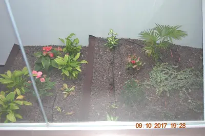 Jardín al aire libre en Mapagadi