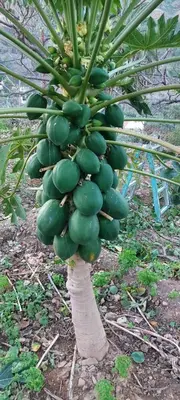 Jardín al aire libre en Casa Reyes Fataga Apta Reyes