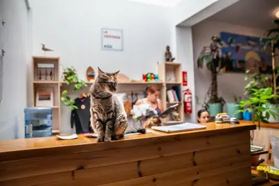 Mascotas con sus dueños en La Ventana Azul Surf Hostel
