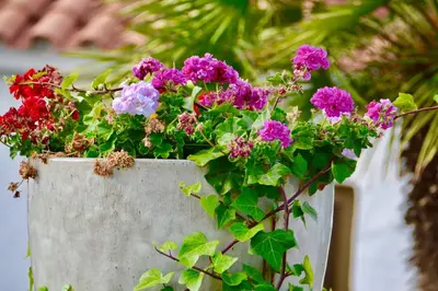 Jardín al aire libre en Bungalow en Playa del Ingles