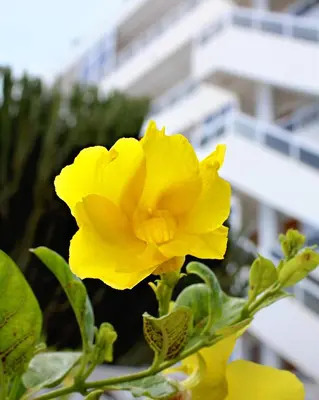 Plano de Apartamentos Calma