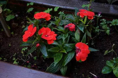 Jardín al aire libre en Casa Rural de Tío Félix