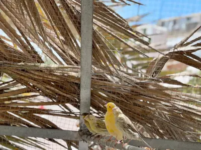 Animales en el apartamento o alrededores