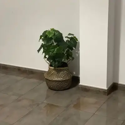 Seifía 2A