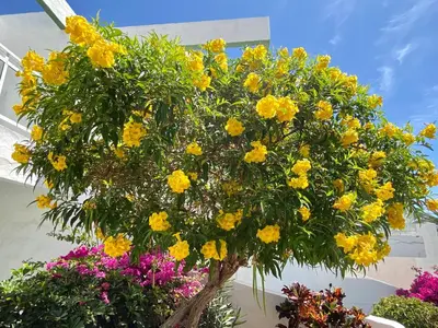 Jardín al aire libre en Acapulco Ocean View