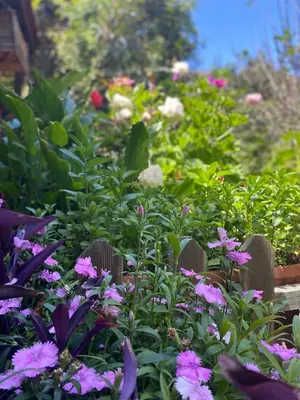 Jardín al aire libre en Casa Rural Guayadeque Ca'Juani