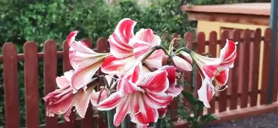 Jardín al aire libre en La Casita del Naranjo