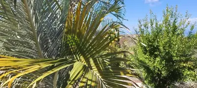 Jardín al aire libre en GRAN CANARIA LA FINCA DE CARMELITA Y BARTOLITO