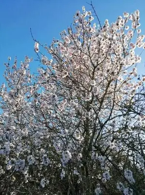 Plano de Casa La Veguetilla en San Mateo