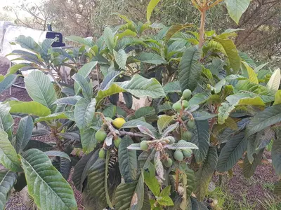 Jardín al aire libre en La Cueva de Tito-Casa Cueva en plena naturaleza