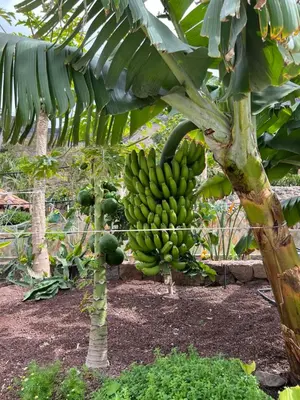 Jardín al aire libre en Casa rural con baño adaptado y piscina en Mogán