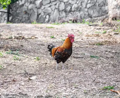 Animales en la casa o chalet o alrededores