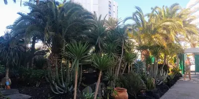 Jardín al aire libre en cactus