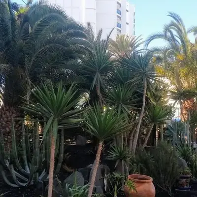cactus