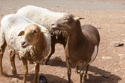 Animales en la casa o chalet o alrededores