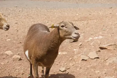 Animales en la casa o chalet o alrededores