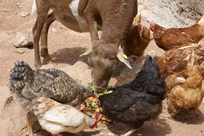 Animales en la casa o chalet o alrededores