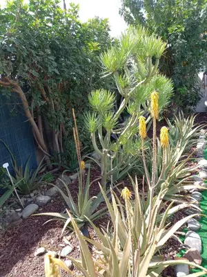 Jardín al aire libre en Très BEAU BUNGALOW,JARDIN TROPICAL, RENOVATION ETE 2020