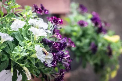 Jardín al aire libre en Villa Los Naranjos